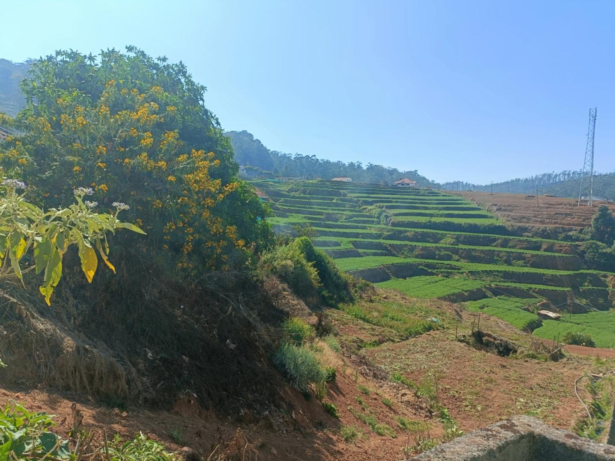 Queens Cottage - Individual Cottage Ooty Εξωτερικό φωτογραφία